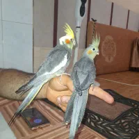 عروس هلندی|پرنده|قم, حاج زینل|دیوار