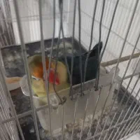 عروس کوتوله|پرنده|تربتحیدریه, یحیی آباد|دیوار