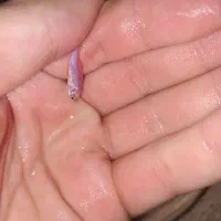 ۱۲ ماهی زبرا وکپی معاوضه باماهی