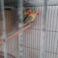 کوتوله فروشی|پرنده|تربت جام, حافظ|دیوار