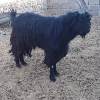 نربز