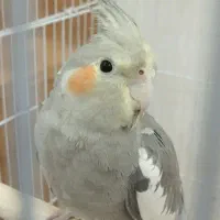 عروس هلندی|پرنده|ری, شهرک نظامی|دیوار