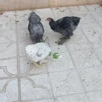 مرغ و خروس برهما