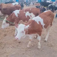 قطب بزرگ فروش سوپرگوساله سیمینتال پرواربندی