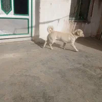 سگ پا کوتاه|سگ|کرمانشاه, |دیوار