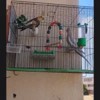 عروس هلندی آماده همراه یک جوجه