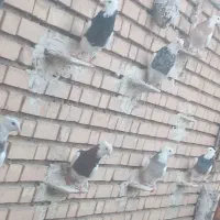 طوقی|پرنده|گتوند, |دیوار