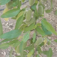 فروش زمین طرح قارچ ۴۷۰۰ متر  اقساط ۶ ماه ۳ سال