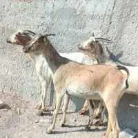 بز سه عدد|حیوانات مزرعه|بندرعباس, |دیوار