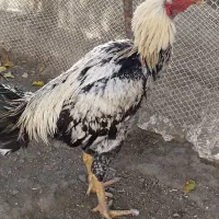 خروس لاری صابونی ۶ ماهه|حیوانات مزرعه|مشهد, امیرآباد|دیوار