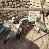 جوجه طاووس مصری|پرنده|تهران, والفجر (افسریه)|دیوار