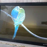 فروش تابلو چراغ دار|تابلو، نقاشی، عکس|ایذه, |دیوار