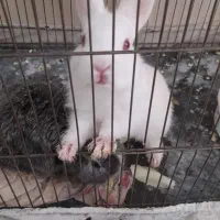 یک خرگوش کوچک زرنگ|موش و خرگوش|یزد, |دیوار