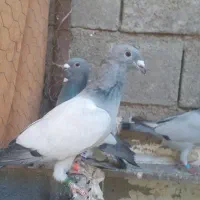 فروش کبوتر سبز ونقره ای بی خط
