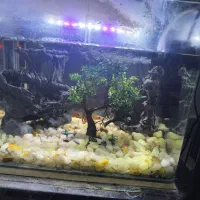 آکواریوم با ماهی