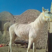 مادیان 5ماه  بارداره