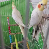 یک جفت عروس هلندی