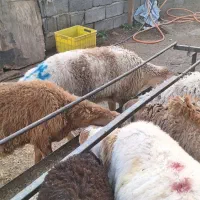 بره نر چینی  ده عددیکجا 612 هزار  تکی فرق دارن