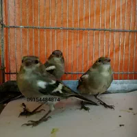 سهره
