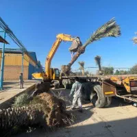 نخل لاکچری|گل و گیاه طبیعی|فولادشهر, فولادشهر|دیوار