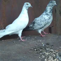 کبوتر جفتی ۲میلیون مفت