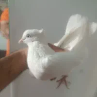 کفترجفت نروماده سفید چشم سفید|پرنده|قرچک, زیبا شهر|دیوار