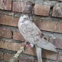 کبوتر پرشی|پرنده|خوی, |دیوار