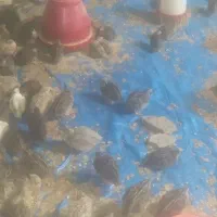 بلدرچین زنده و ارگانیک|حیوانات مزرعه|دیشموک, |دیوار