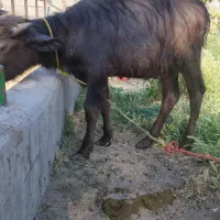 گوساله گاومیش نر