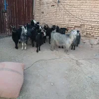 فروش بز جوان داشتی نازدار|حیوانات مزرعه|شیراز, اکبر آباد|دیوار