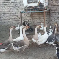 اردک وقو غاز|حیوانات مزرعه|زابل, |دیوار