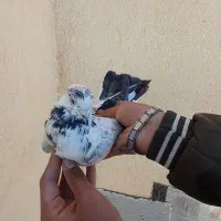 ک.بوتر نرو ماده نامبروان|پرنده|بروجن, |دیوار