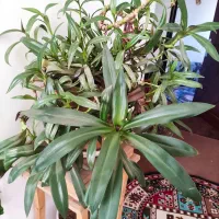 گل اپارتمانی