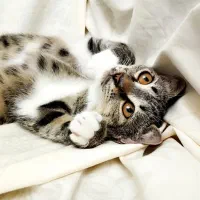 واگذاری رایگان گربه|گربه|رشت, نیروی دریایی|دیوار