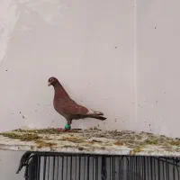 کفتر بمب|پرنده|مشهد, ویلاشهر|دیوار