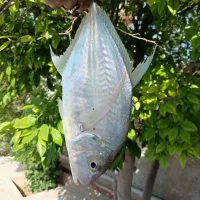 ماهی جش ـ صید روز