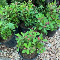 گلسرای مهگل گلهای داخلی و بیرونی