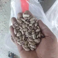 فروش عمده لوبیا چیتی ازبک|خوردنی و آشامیدنی|تهران, شوش|دیوار