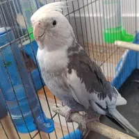 عروس هلندی نر