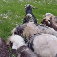 تیر بز اخته دوبری فرـشی