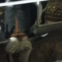 گوساله|حیوانات مزرعه|ری, علایین|دیوار