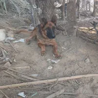 سگ ژرمن ماده|سگ|عنبرآباد, |دیوار