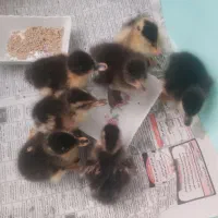 جوجه اردک محلی بگ بگی