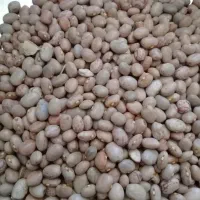 لوبیاچیتی|خوردنی و آشامیدنی|بانه, |دیوار