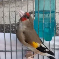سهره کرمونی نر تازه مست