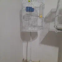 قفس گرد عروس هلندی