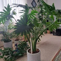 گل برگ انجیری