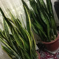 گل قشنگ طبیعی