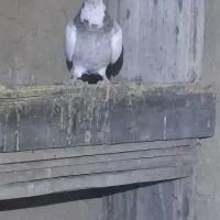 کبوتر طوقی|پرنده|اسیر, |دیوار