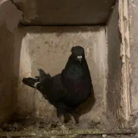 جفت پرشی|پرنده|قم, سالاریه|دیوار